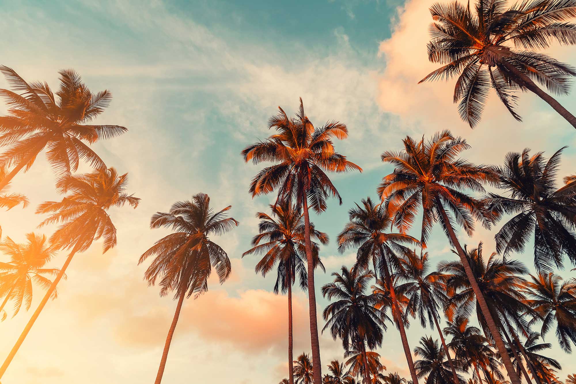 Palm trees at golden hour