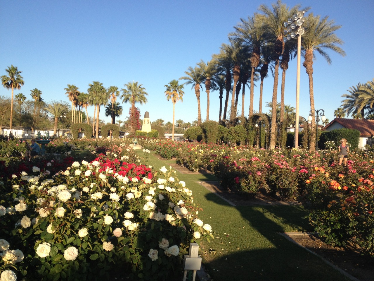 White roses at the Empire Polo Club Rose Garden, palms and tents behind