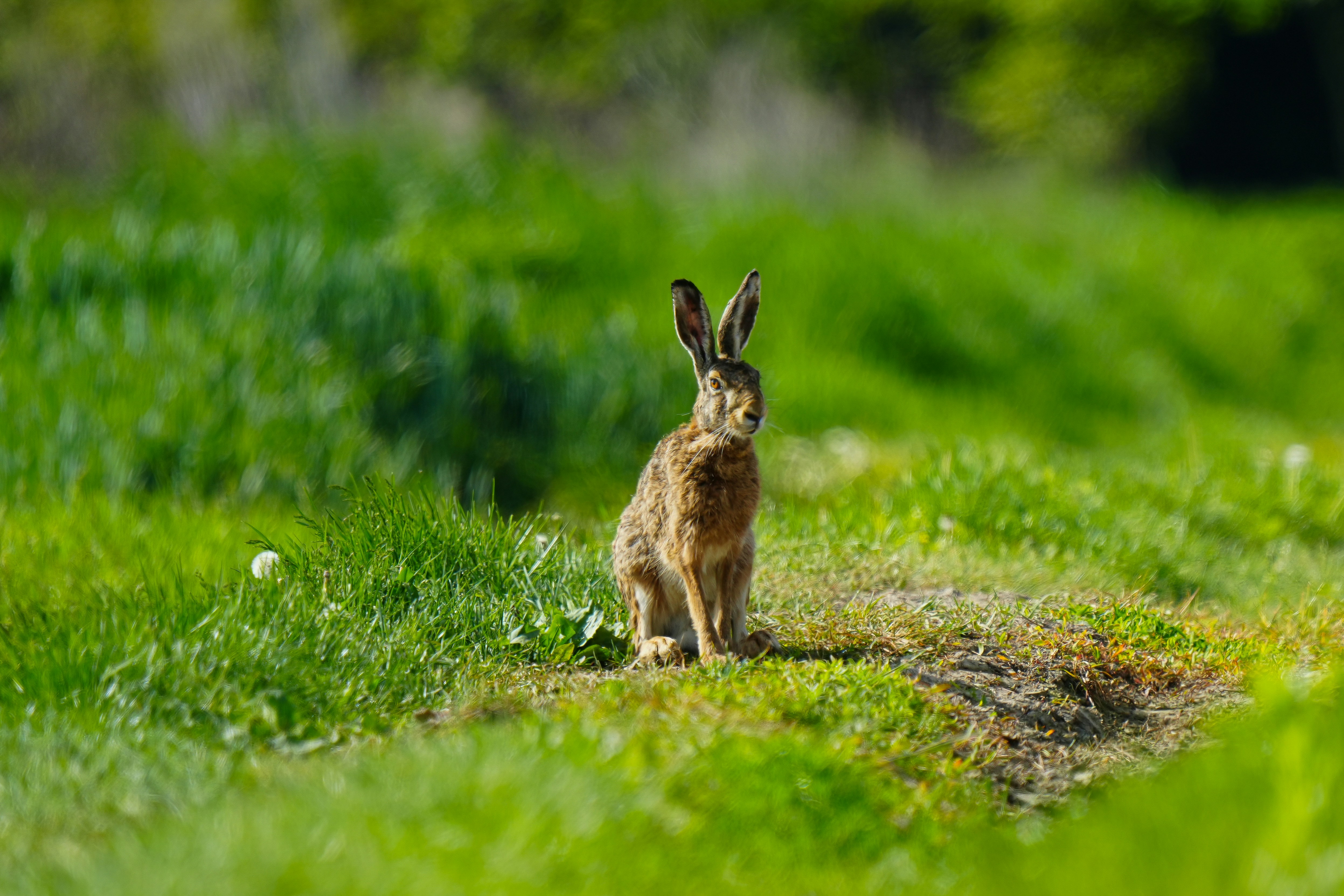 Spring wildflowers — the season ancient peoples celebrated